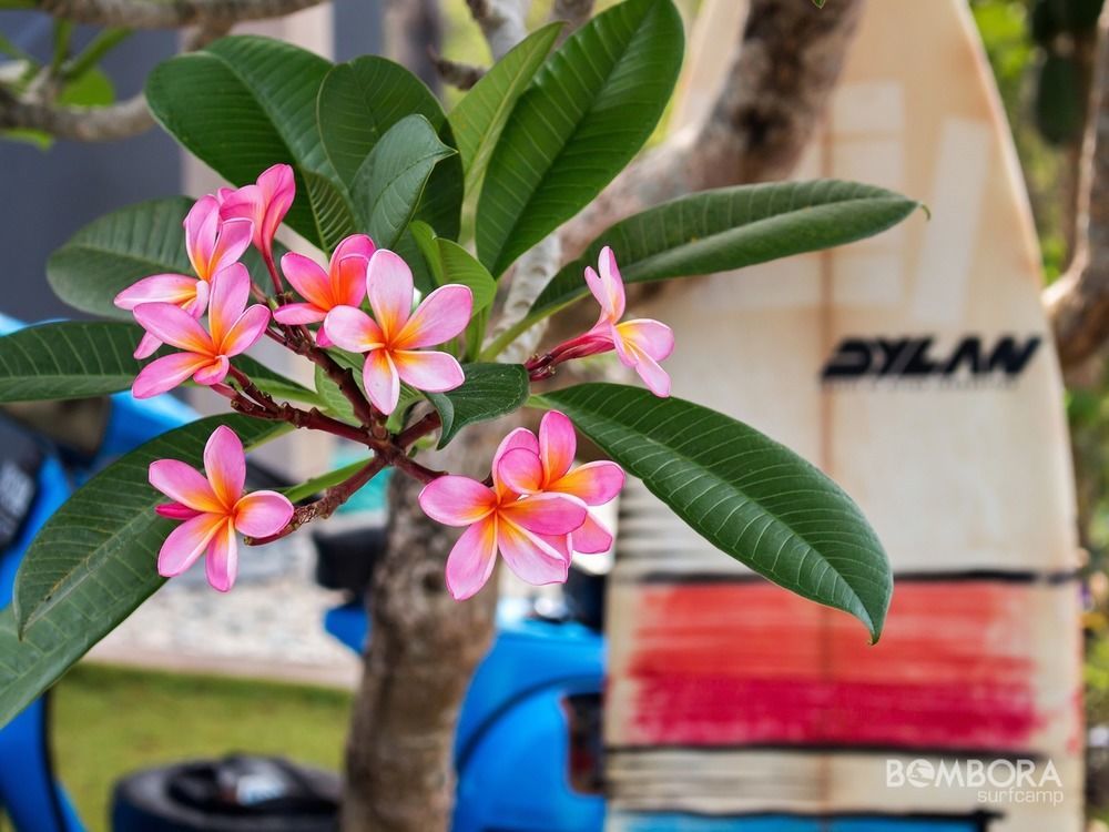 Готель Bombora Surf Camp Улувату Екстер'єр фото